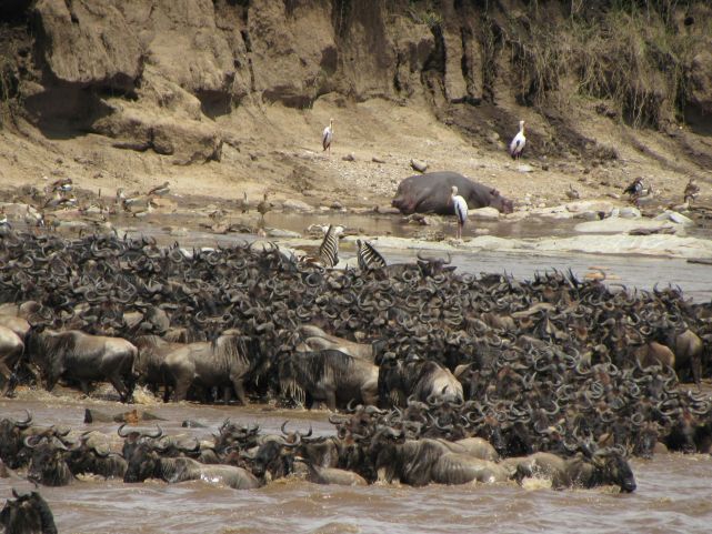 6-Day Serengeti Great Migration & Uganda Gorilla Trekking Group Safari (2025–2027)