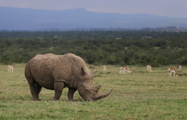 Ol Pejeta Conservancy